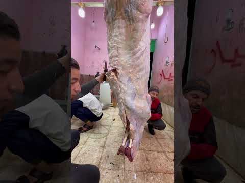 استخراج سوسه من العجل البقري شق الضلوع بالكامل ضهري علي بياض شط الاصلي بدون قطعة لحم اسرع فسخ