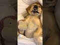 I couldn’t wake up my dog!!