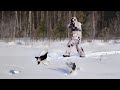 Зимняя охота на тетерева на лунках. A Winter Black Grouse Hunt