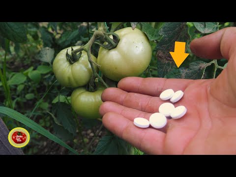 Immediately give THIS for HUGE Tomato and Pepper ! Works 100%