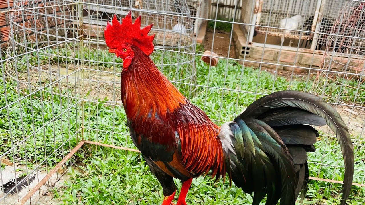 20/2.top3 chu ga sinh vien lh:@373.836.628#huunguyenbentre#traiga#hadabentre#thucung#chicken#ganoi