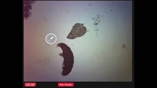 ESP32 Microscope v1 screen recording