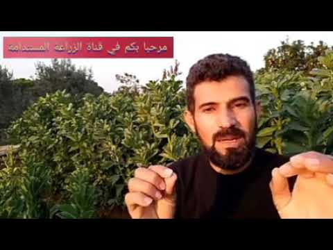 اهم أسباب موت النباتات والزهور بعد شرائها من المشتل