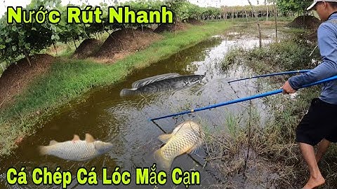 Kích Cá Nước Rút Nhanh Bắt Cá Lóc Cá Chép Không Kịp Ra Trong Vườn Sắn Dây