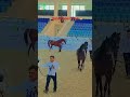#qatar #horse #show #shortvideo #qatarlife
