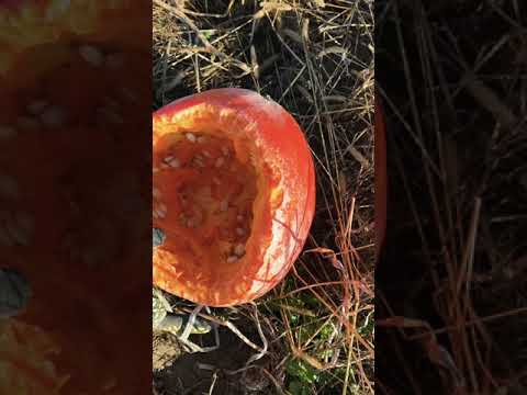 Wideo: Czy jeleń zje całe dynie?