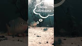 Окунь наблюдака #shorts