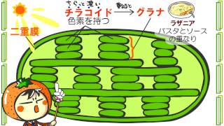 生物１章１０話「光合成」ｂｙWEB玉塾