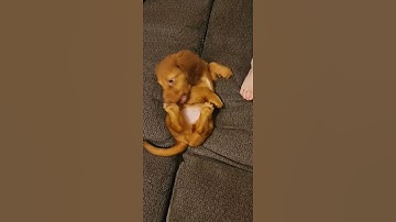Cute Little Pupper Slips into the Abyss || ViralHog