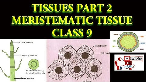 Tissues Part 2 /Class 9 /Plant tissue / Meristematic tissue / Types of Meristematic tissue