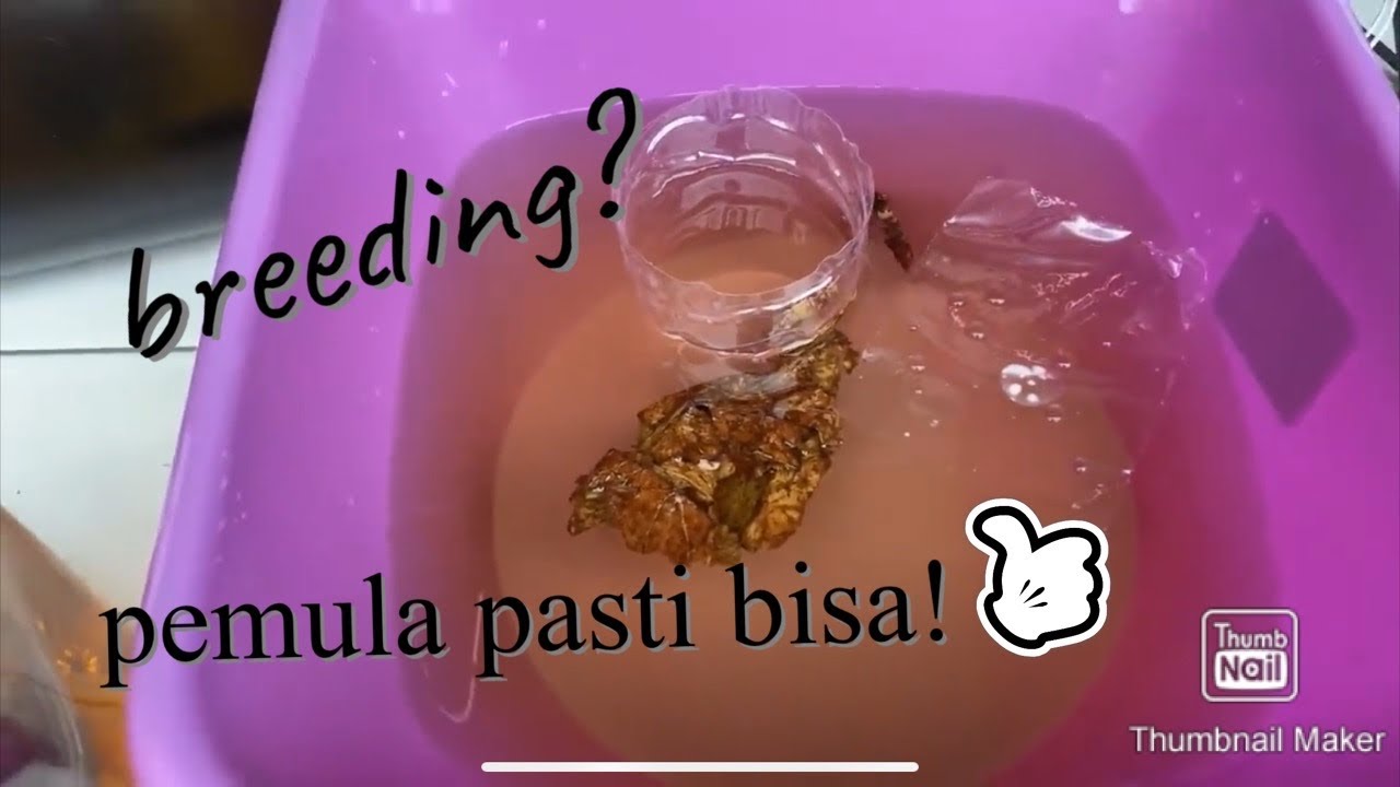 Tutorial breeding Cupang! Pemula pasti bisa. 😁
