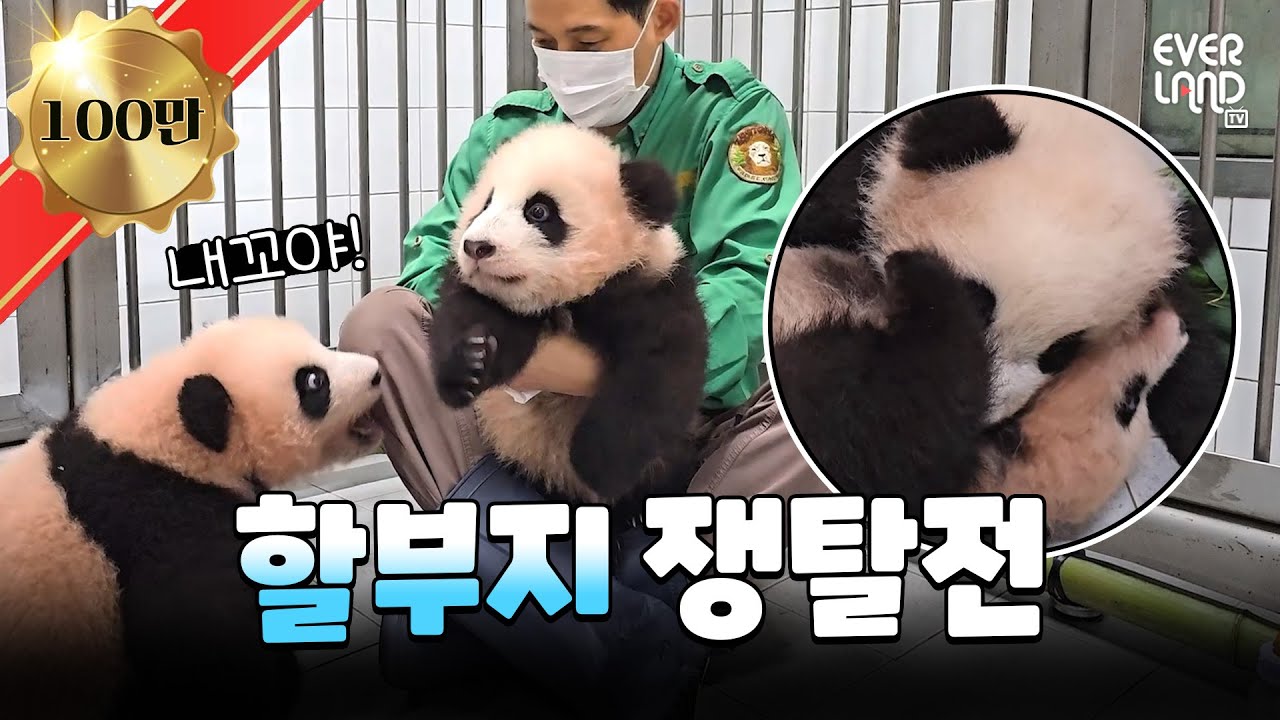 [ENG] 🐼북적북적🐼 알콩달콩💕 사랑스러움으로 꽉찬 바오패밀리│#판다와쏭 #133