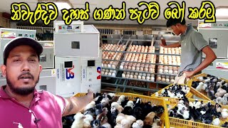 Incubator for Chicken Eggs | බිත්තර රැක්කවීමේ රහස් | පැටවුන් සාදා ලක්ෂ ගණන් සොයනමු | අඩුම මිල දැනගමු