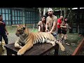 Playing With Real Tigers 😱- Thailand Trip[EP-1]