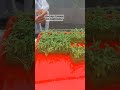 Pindah tanam bayam hijau hidroponik