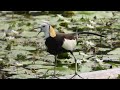水雉Pheasant-tailed Jacana