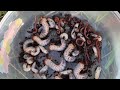 Grub and Beetle Discovery in Dead Coconut Tree! 🪲