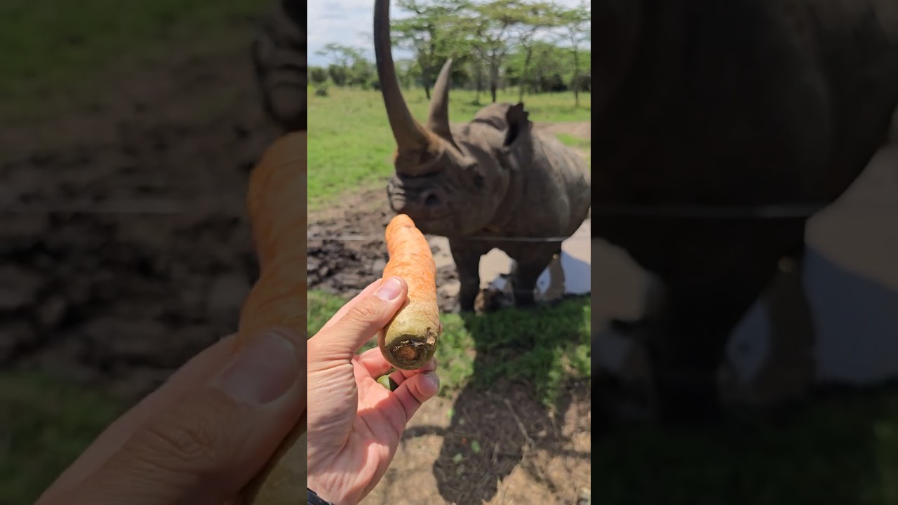 How a Rhino eats a Carrot