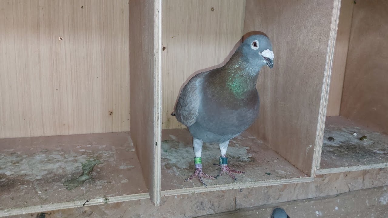 الحسن تزغل منها😅😅😅كان غادي يخرج ليا العقل🕊🕊مع أجواء متقلبة هذا الأسبوع 💚والاستعداد جاري رغم الظروف💪💪