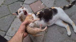 The mother hugs her Kitten tightly and does not want to share it with me.