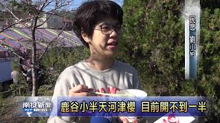 南投新聞鹿谷小半天河津櫻預春節開滿整片公園