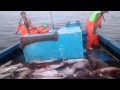 Pesca de pota en paita.