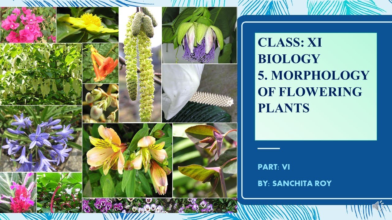 11 BIOLOGY,5. MORPHOLOGY OF FLOWERING PLANTS, PART 6 YouTube