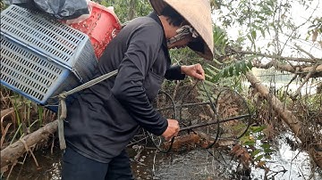 Đi Thăm Lờ Trong Rừng Tràm Nước Dính Được Cá Lóc Đồng Cá Trê Vàng Ruộng Cua Đồng @TámCáVlog1979 