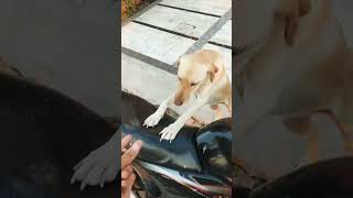 Aashiq : Billa Sonipat Aala | Dog Lovers | Munesh Vlogs #shorts