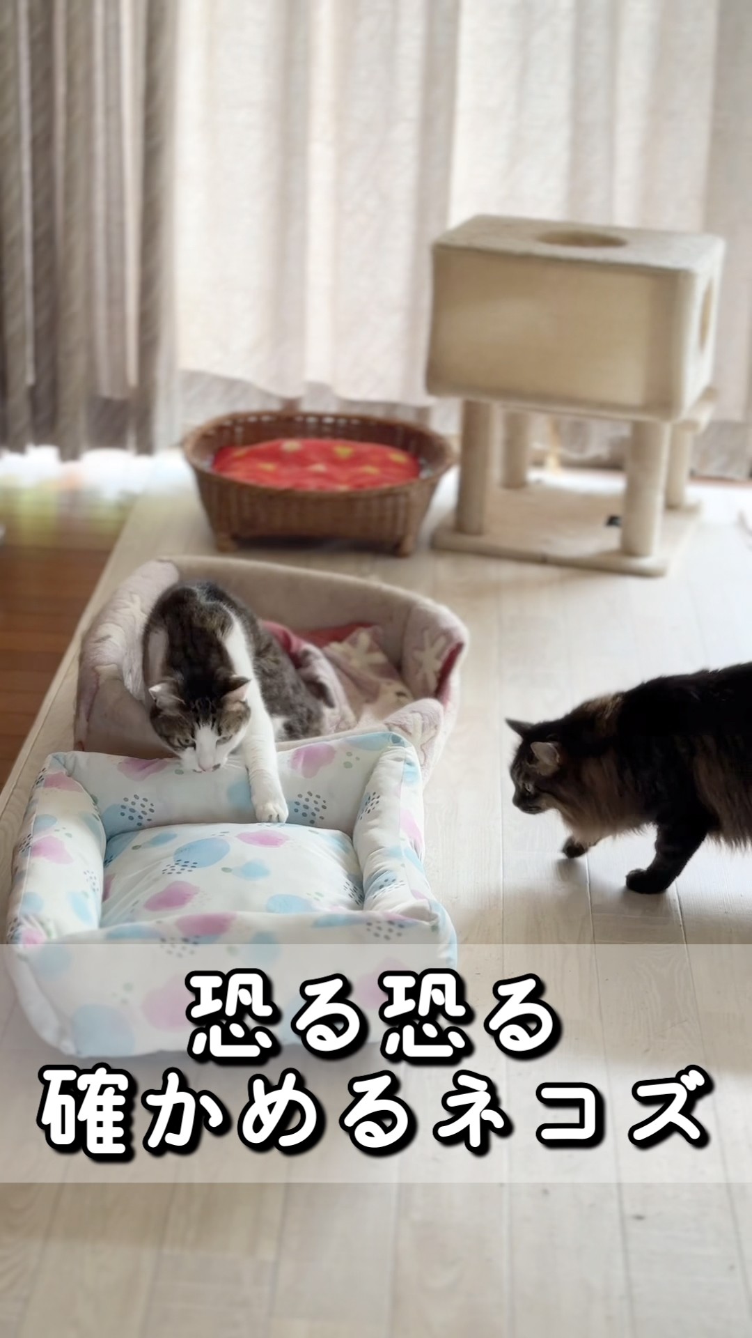 先輩ネコズも夏用ベッド😸 - YouTube