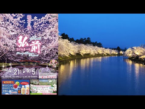 青森 弘前さくらまつり の桜を見て回ろう② 2023/04/14