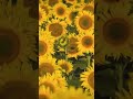 Sunflower Festivals in Canada 🌻 #shortsfeed