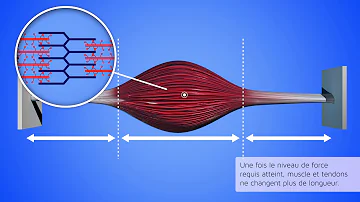 Qu'est-ce qu'une contraction concentrique ?