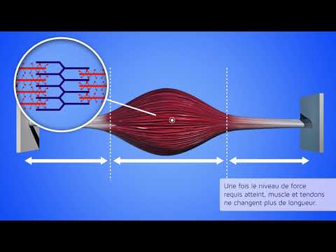 Vidéo: Différence Entre Isotonique Et Isométrique