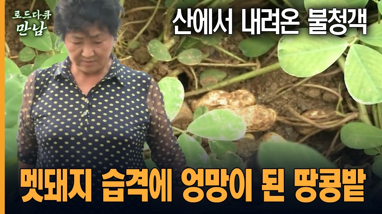 [로드다큐 만남 43회-6부] 산에서 내려온 불청객 멧돼지 습격에 엉망이 된 땅콩밭