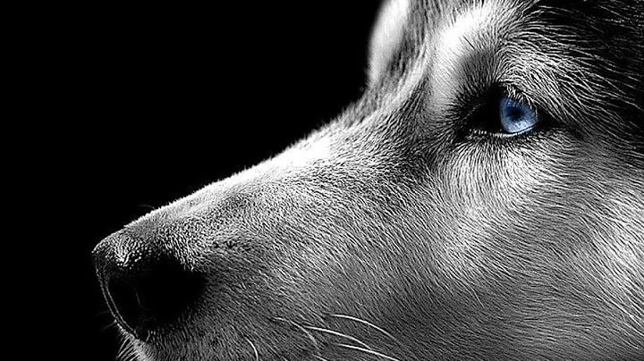 Dogs 101  - Siberian Husky - DayDayNews