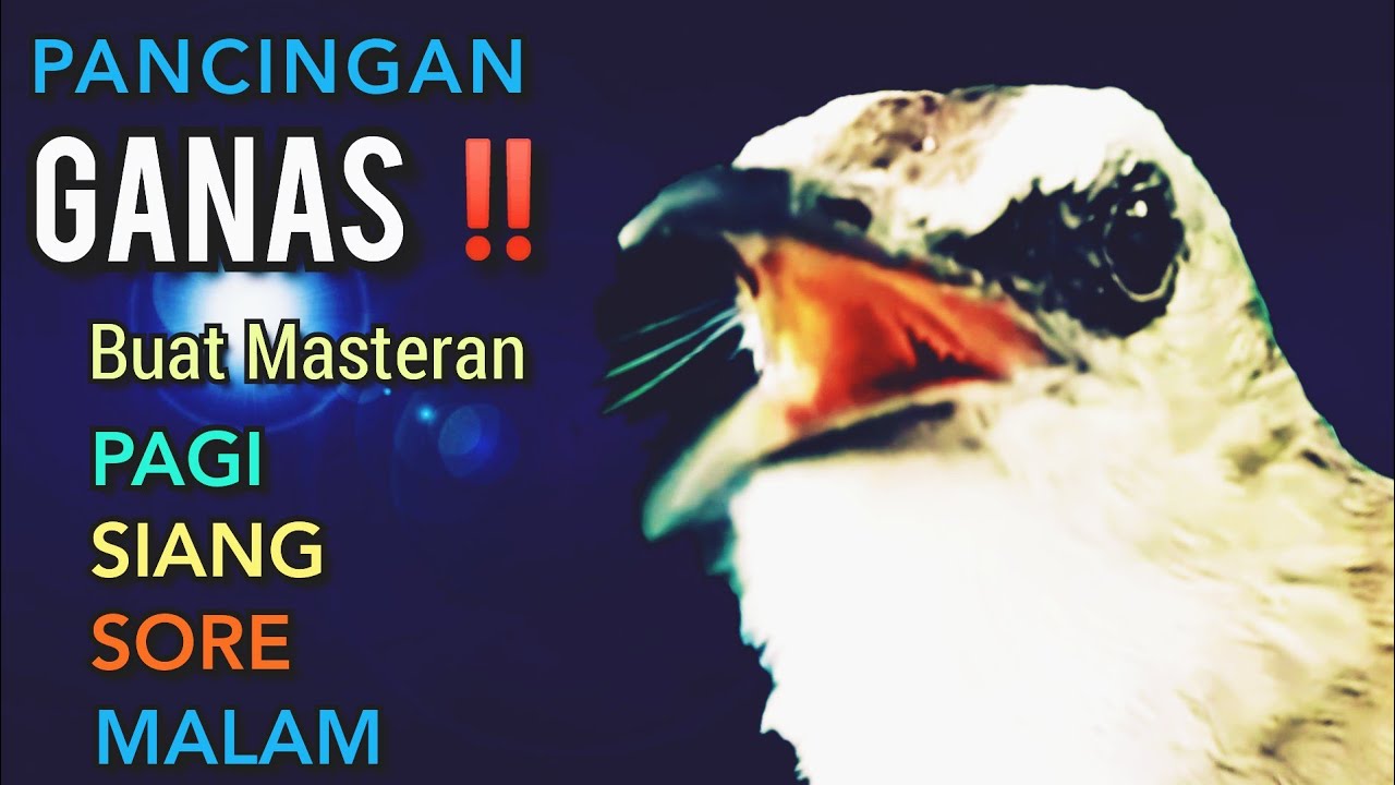 TRUCUKAN OMBYOKAN TRUCUK BAHAN PAUT BISU PASTI BUNYI DENGAR SUARA TRUCUK GACOR NGALAS NGROPEL INI ‼️