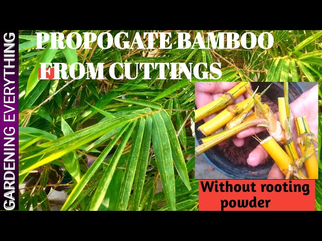 Propogate bamboo from cuttings| Golden Bamboo| without rooting hormone| @Gardening Everything class=