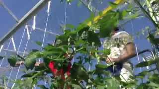 オランダ 農業 防虫テープ設置