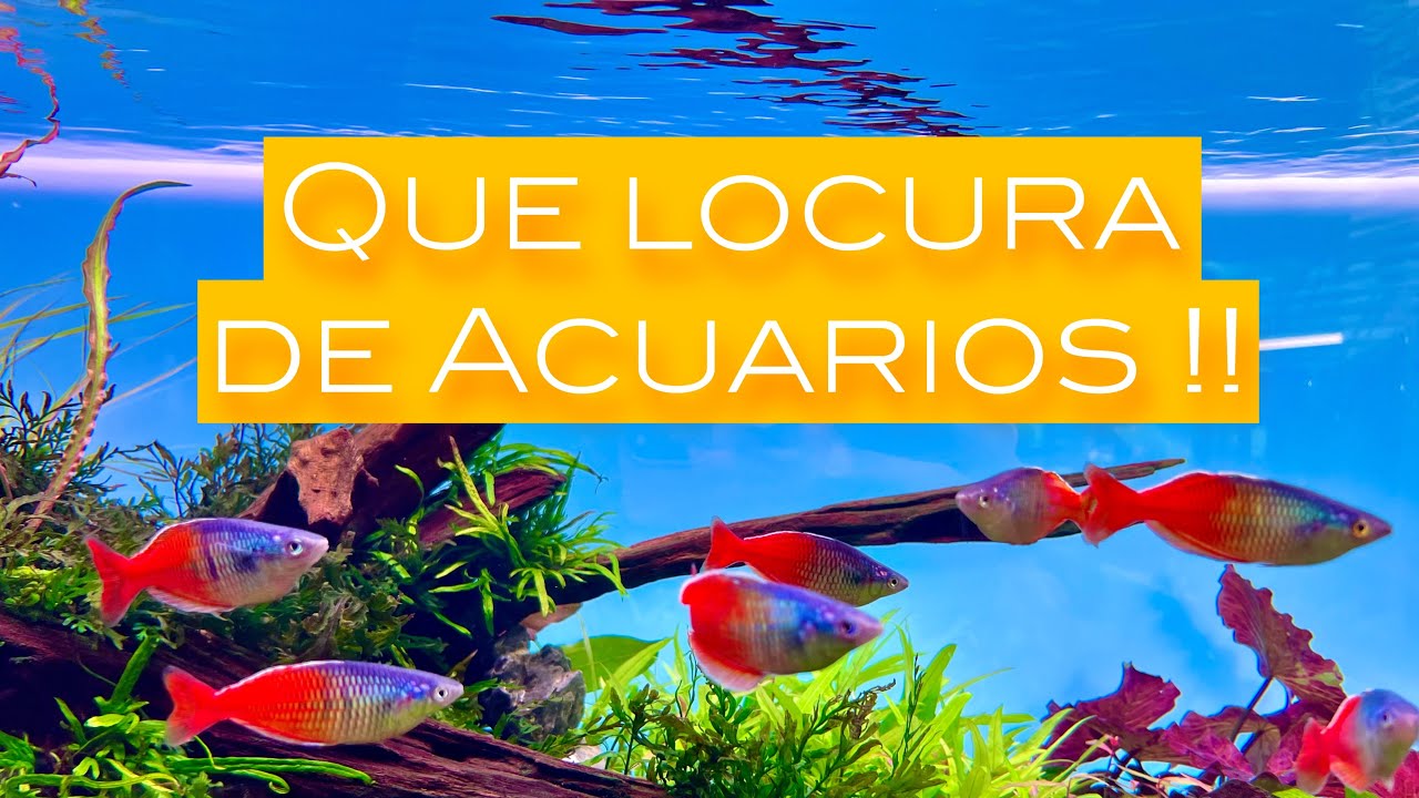 Que locura de Acuarios !!