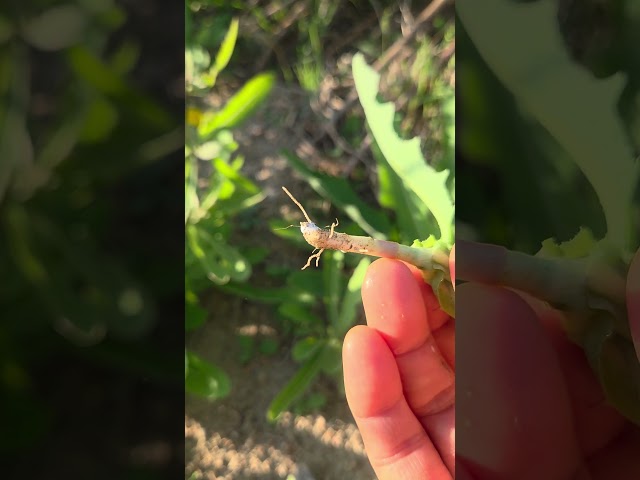 가을에도 들판에 연한 씀바귀가 있어요 #소소한행복 #들나물 #벋음씀바귀