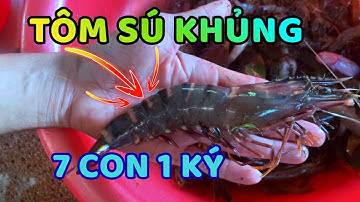 Lặn Sông Đặt Lú Bắt Tôm Sú Siêu KHỦNG | Trải Nghiệm Miền Tây