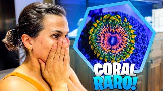 GANHOU UM CORAL RARO DE 1800 REAIS  GRAND MASTER KRAKATOA