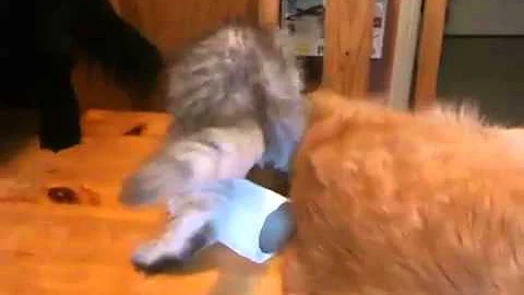 Watch the video about Chinchilla Persian Kitten, Beau - 12 weeks