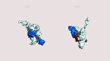 Central Dogma & Origin of the Ribosome