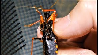 サシガメ】デカっ！羽化後のスパイニージャイアントアサシンバグ その2