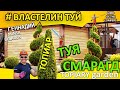 СТРИЖКА ТУИ ВОВРЕМЯ. Смарагд Спираль #Топиар.@ВЛАСТЕЛИН ТУЙ СтрижкаТуиМинск. #Ландшафт.ТуяАуреа Нана