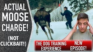 Training My Own Dog: An Honest Look at Where We are Now.