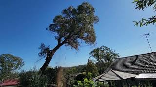 Almost hit house #tree cutting #near miss #tree topping #tree climbing