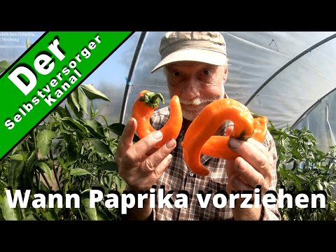 Video: Erfahren Sie mehr über den Anbau von Paprika